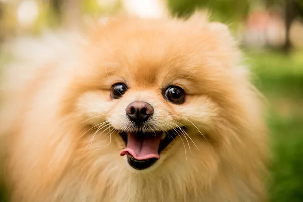 Retrato de lindo perro pomerania en el parque. —  Fotos de Stock