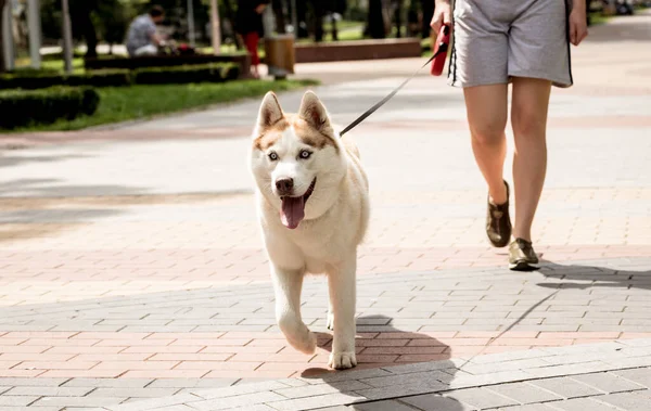 Proprietario che cammina con cane husky al parco. — Foto Stock