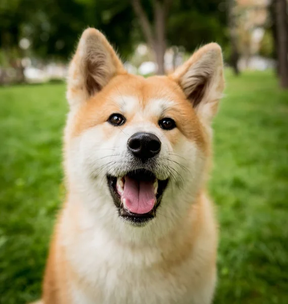 Retrato de cão bonito akita inu no parque. — Fotografia de Stock