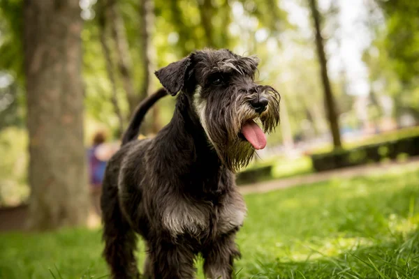 Ritratto di carino schnauzer in miniatura al parco. — Foto Stock