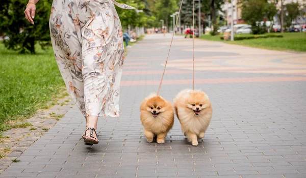 Owner walking with two pomeranian dogs at the park. — Stock Photo, Image