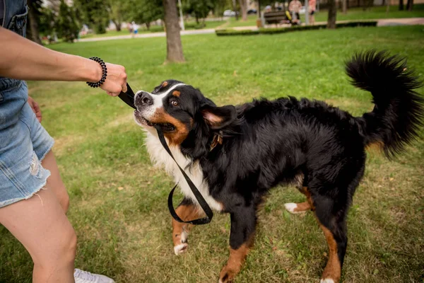 Właściciel trenuje psa Berner Sennenhund w parku. — Zdjęcie stockowe