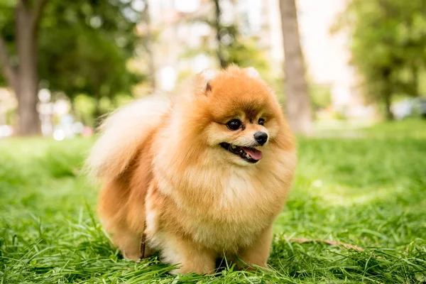 Portrait de chien poméranien mignon au parc. — Photo