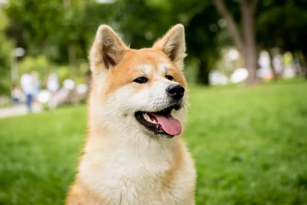 Porträtt av söt akita inu hund i parken. — Stockfoto