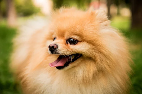 Porträtt av söt pommerska hund i parken. — Stockfoto