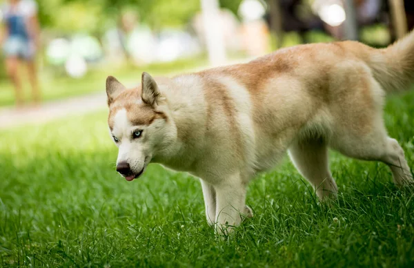 Ritratto di cane husky carino al parco. — Foto Stock