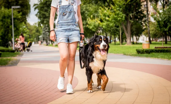 Власник прогулянки з собакою Бернер Сенненгуд у парку.. — стокове фото