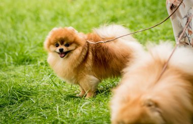 Sahibi parkta iki Pomeranya köpeğiyle yürüyor..