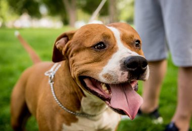 Parktaki sevimli Amerikan Stadyumu teriyerinin portresi..