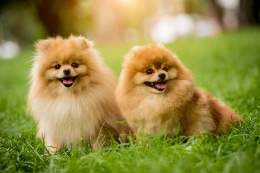 Parktaki iki şirin Pomeranya köpeğinin portresi..