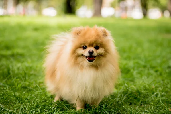 Portrett av en søt pommersk hund i parken. – stockfoto