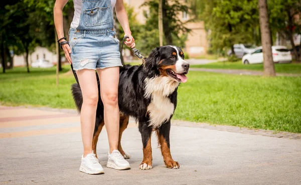 Власник прогулянки з собакою Бернер Сенненгуд у парку.. — стокове фото