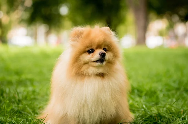 Портрет милої португальської собаки в парку . — стокове фото