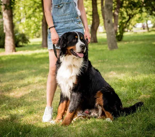 Ägare promenader med Berner Sennenhund hund i parken. — Stockfoto
