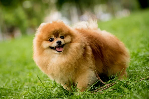 Retrato de lindo perro pomerania en el parque. —  Fotos de Stock