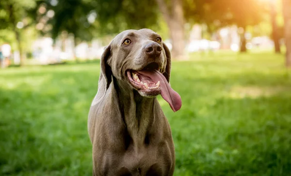 Portrait of cute weimaraner dog breed at the park. — Stock Photo, Image