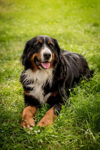 Портрет милого пса Бернера Сенненхунда в парке. — стоковое фото