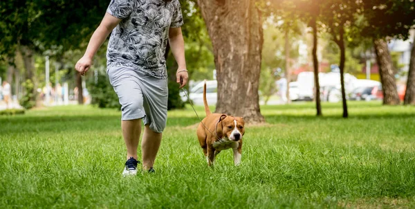 Ιδιοκτήτης εκπαιδεύει την αμερικανική terrier staffordshire στο πάρκο. — Φωτογραφία Αρχείου