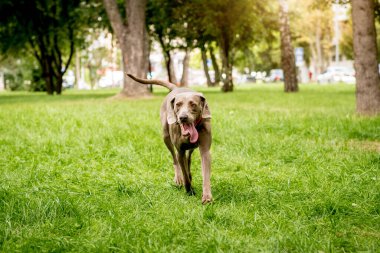 Parktaki şirin köpek cinsinin portresi..
