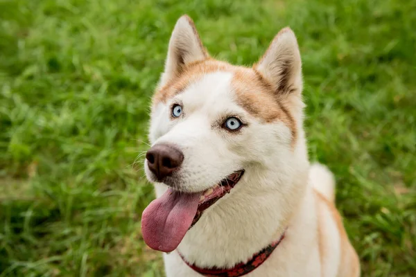 Portret van een schattige husky hond in het park. — Stockfoto