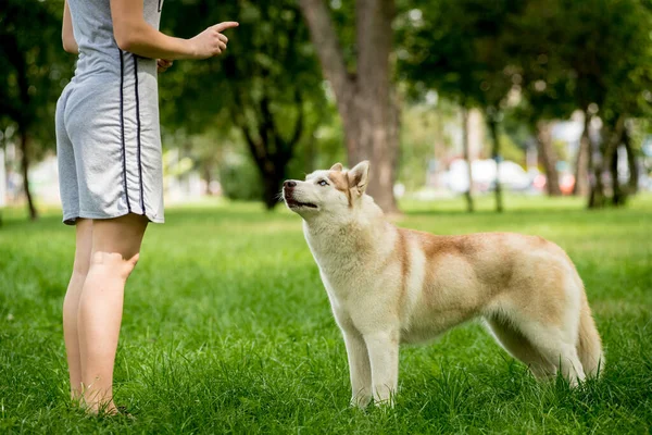 소유자는 공원에서 허스키 개를 훈련 시킨다. — 스톡 사진