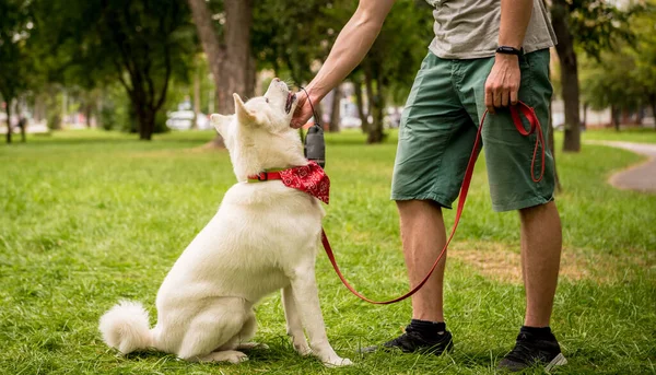 Właściciel trenuje białego psa akita inu w parku. — Zdjęcie stockowe