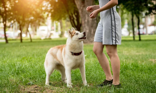 Owner trains the husky dog at the park. — Stock Photo, Image