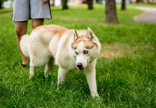 Portrait of cute husky dog at the park. — Stock Photo, Image