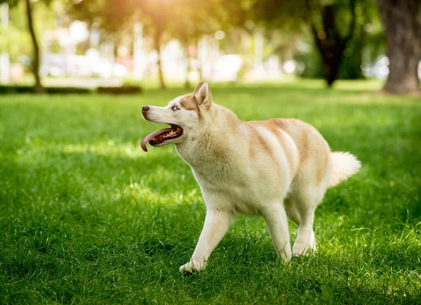 Portrait of cute husky dog at the park. — Stock Photo, Image