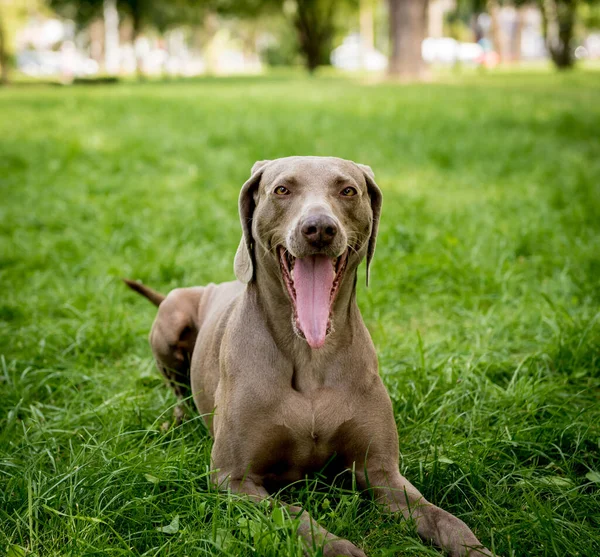 Aranyos weimaraner kutyafajta portré a parkban. — Stock Fotó