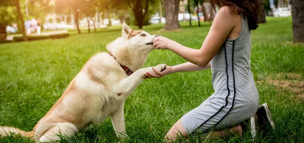 Propietario entrena al perro husky en el parque. — Foto de Stock