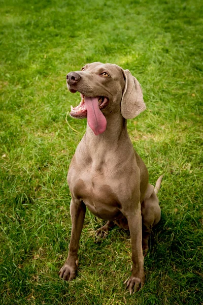 Portret uroczej rasy psów weimarskich w parku. — Zdjęcie stockowe