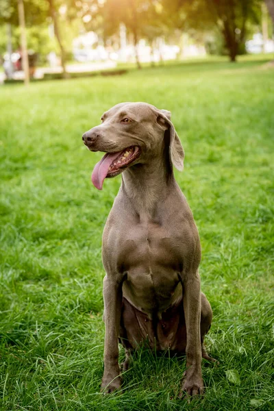 Aranyos weimaraner kutyafajta portré a parkban. — Stock Fotó