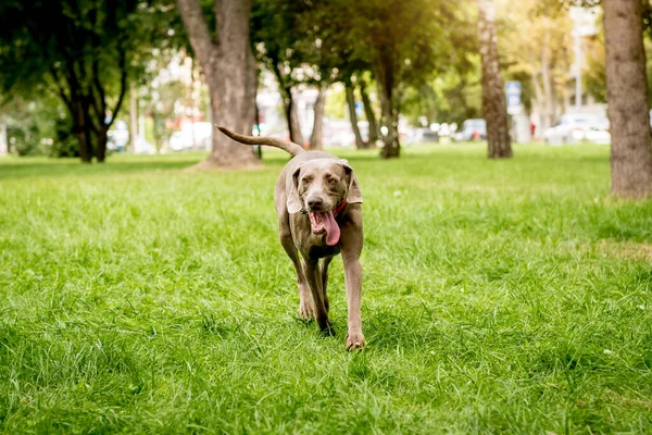 Aranyos weimaraner kutyafajta portré a parkban. — Stock Fotó