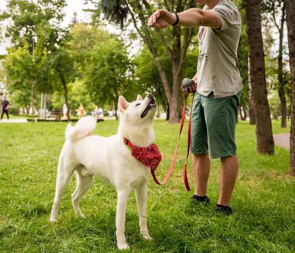 Власник тренує собаку білої акаїти в парку . — стокове фото