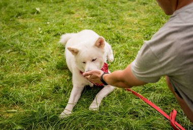 Sahibi parktaki beyaz akita inu köpeğini eğitiyor..