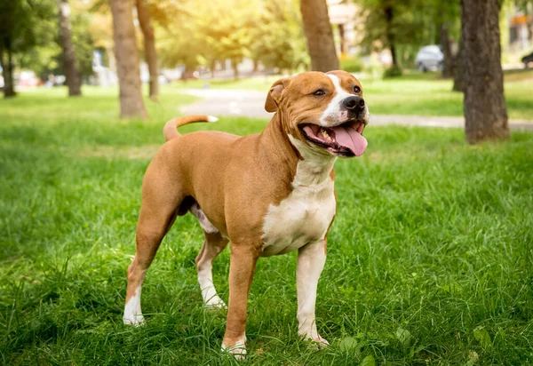 Retrato del lindo staffordshire terrier americano en el parque. — Foto de Stock