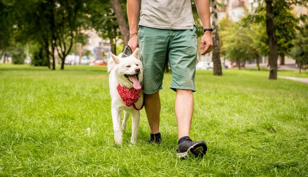 Owner trains the white akita inu dog at the park. — Stock Photo, Image