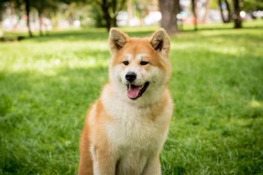 Parktaki şirin akita inu köpeğinin portresi..