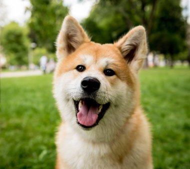 Parktaki şirin akita inu köpeğinin portresi..