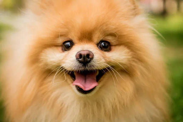 Retrato de lindo perro pomerania en el parque. —  Fotos de Stock