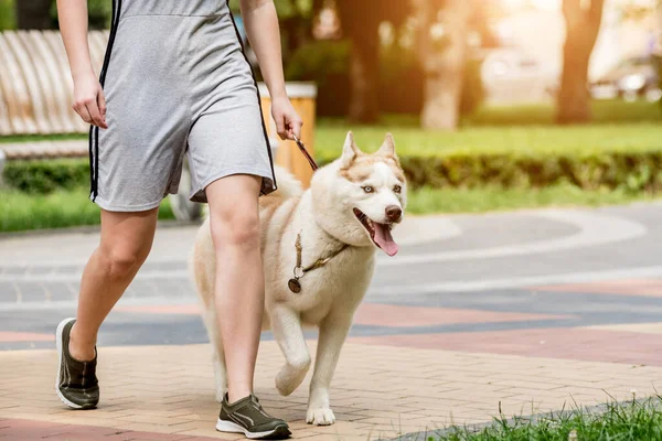 Właściciel spacerujący z husky dog w parku. — Zdjęcie stockowe