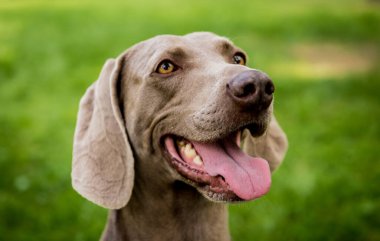 Parktaki şirin köpek cinsinin portresi..