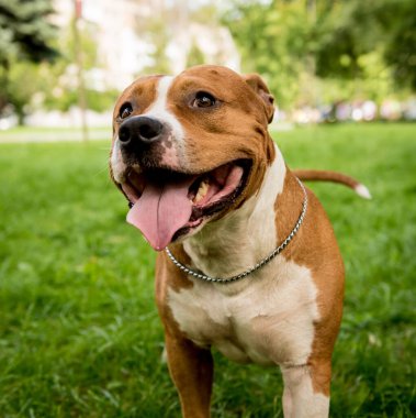 Parktaki sevimli Amerikan Stadyumu teriyerinin portresi..