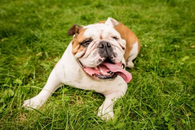 Parktaki şirin İngiliz bulldog 'unun portresi.