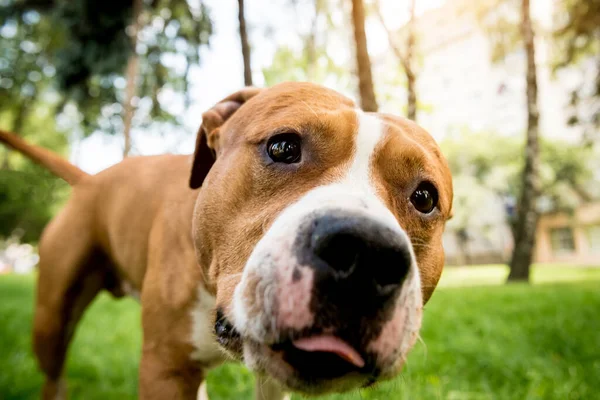 Portrait of cute american staffordshire terrier at the park