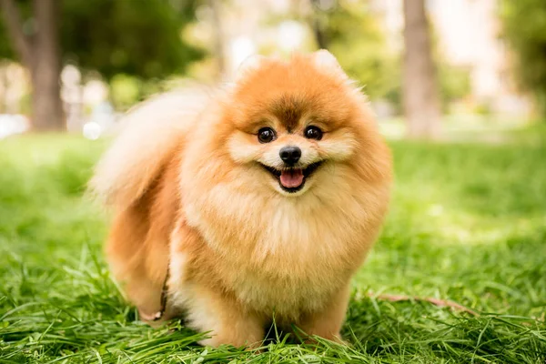 Портрет милої португальської собаки в парку . — стокове фото