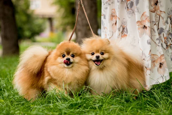Aranyos két pomerániai kutya portréja a parkban. — Stock Fotó