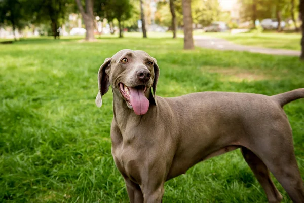Portrait of cute weimaraner dog breed at the park. — Stock Photo, Image