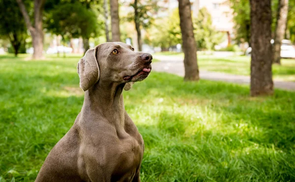Πορτρέτο του χαριτωμένο weimaraner ράτσα σκύλου στο πάρκο. — Φωτογραφία Αρχείου